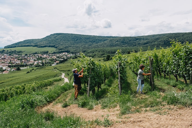 Les labels environnementaux en viticulture