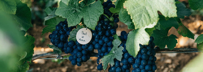 Volnay