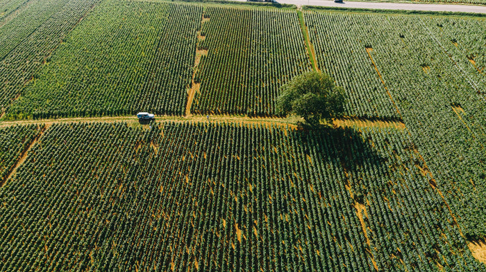 Côte de Nuits-Villages Vieilles Vignes 2023