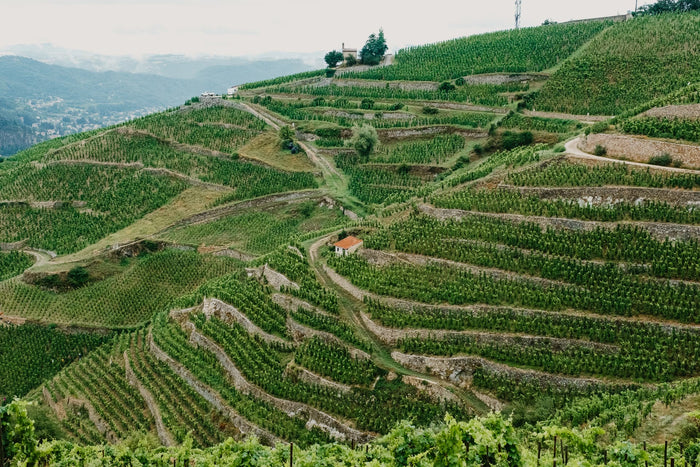Crozes-Hermitage 2022 (Magnum : 1,5L)