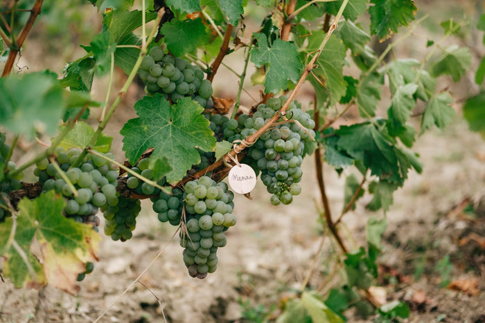 Sancerre