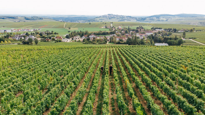 Sancerre